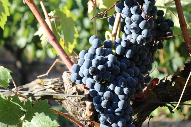 Bunch of syrah grapes on a vine in the sun